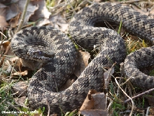 Male Adder