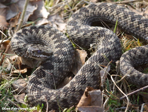 Male Adder