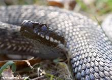 Adder head, milky eyes.