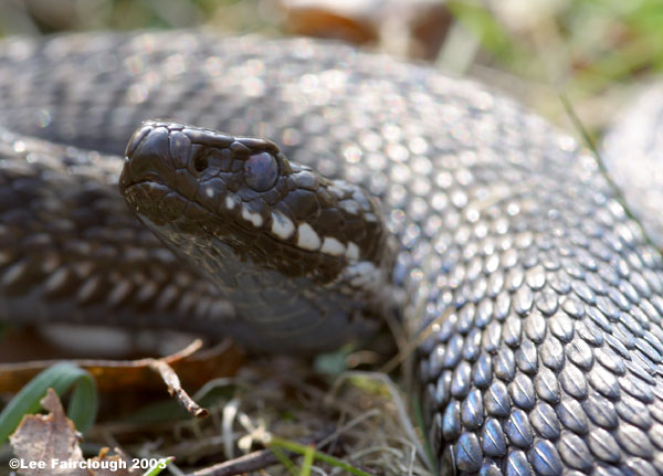 Adder head, milky eyes.