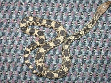 07 Northern Pine Snake