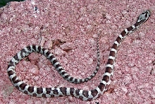 Banded Anerythristic Corn