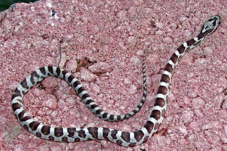 Banded Anerythristic Corn
