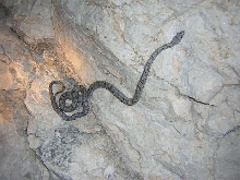 Bairds (Loma Alta)