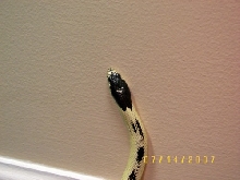rev_stripe_head_2