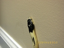 rev_stripe_head