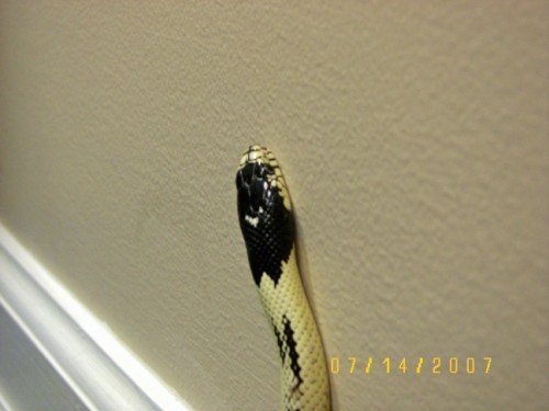 rev_stripe_head