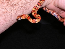 Orangish Leonis Thayeri
