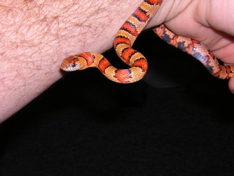 Orangish Leonis Thayeri