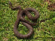 Chocolate Emoryi_Male
