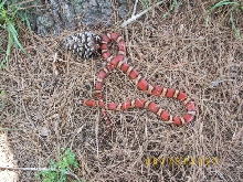 Male Thayeri