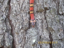 Male Thayeri
