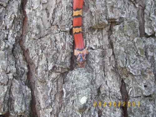 Male Thayeri