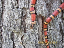 Male Thayeri