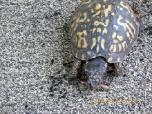 Sick Box Turtle