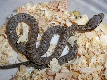 intermontana