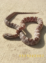 Banded AnerC/Cinder Corn