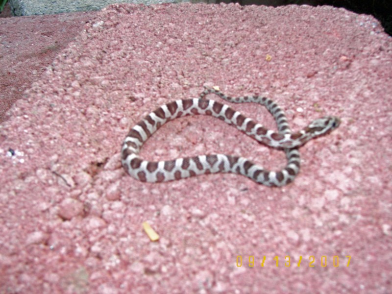 Banded Aner Side