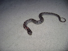 Eastern Hognose_2