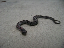 Eastern Hognose_1