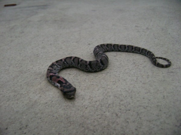 Eastern Hognose_1