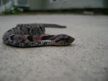 Eastern Hognose Head