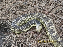 Female Ruthveni