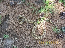 Female Ruthveni