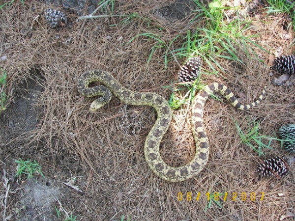 Female Ruthveni