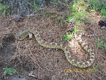 Female Ruthveni