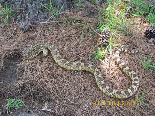 Female Ruthveni