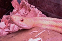 Super Hypo Greenish Rat Snake