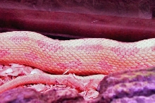 Hypo Greenish Rat Snake