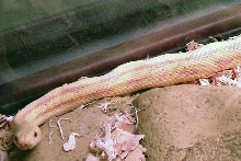 hypo greenish rat snake