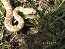 Hypo Emoryi