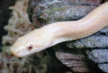 hypo greenish rat snake