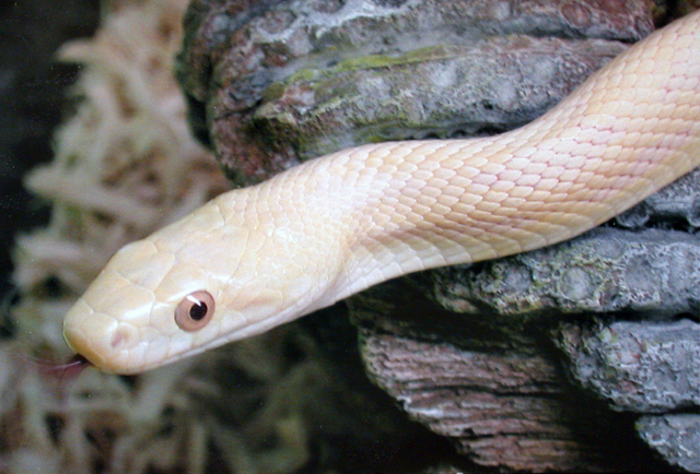 hypo greenish rat snake
