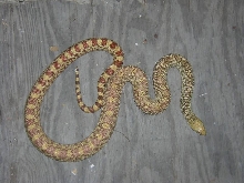 Hypo Bull