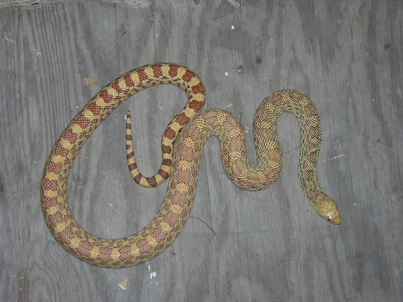 Hypo Bull