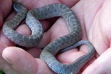 Intermont Rat Snake