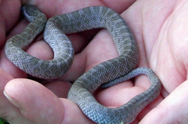Intermont Rat Snake