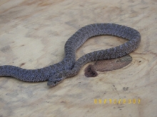Intermontana Rat Snake