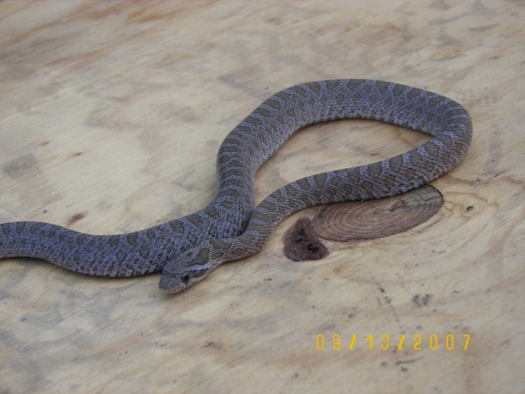 Intermontana Rat Snake