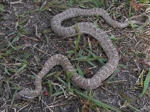 Male Intermontana (emoryi) rat snake