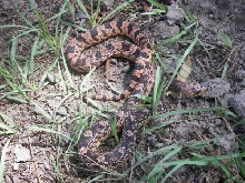 07 Ruthveni Hatchling