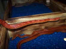 mandarin bloodred