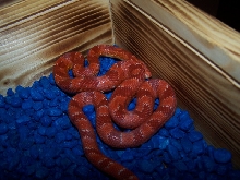 mandarin bloodred