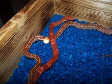 mandarin bloodred