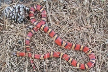 Milk Snake Phase Thayeri
