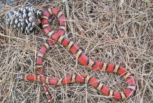 Milk Snake Phase Thayeri